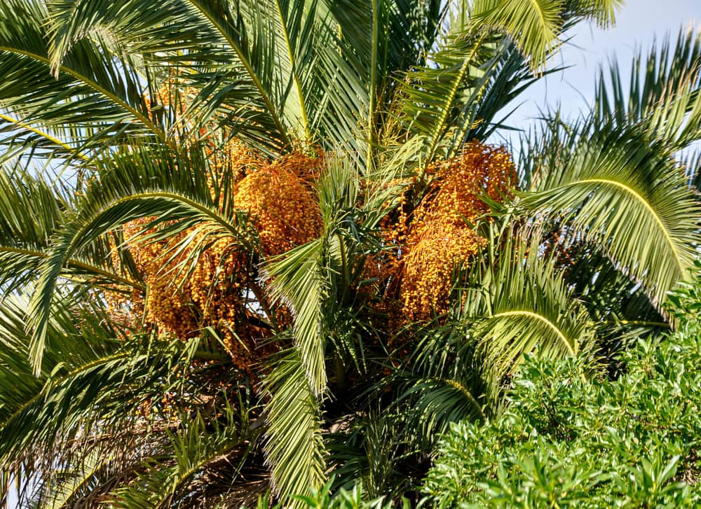 A date palm in fruit, heavy orange clusters hanging among the fronds