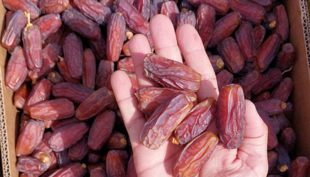 A hand holding long mabroom dates above a crate of them at the farm